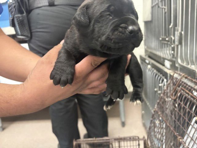 PERRY - Pit Bull Terrier available for adoption