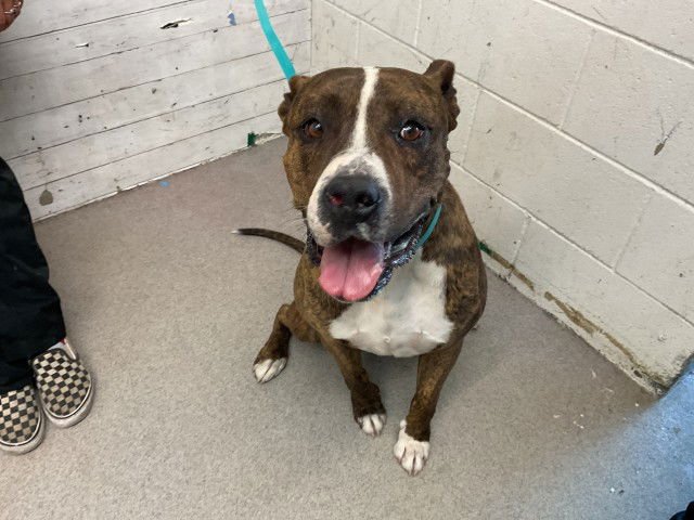 CREEPER - Pit Bull Terrier available for adoption