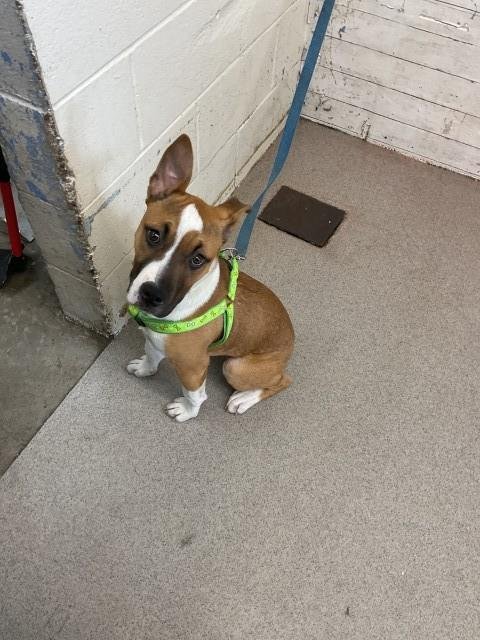 RUSTY - Bull Terrier available for adoption