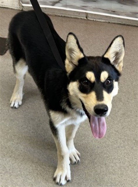 GIGI - German Shepherd Dog / Shiba Inu available for adoption