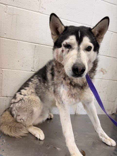 PEPSI - Siberian Husky available for adoption