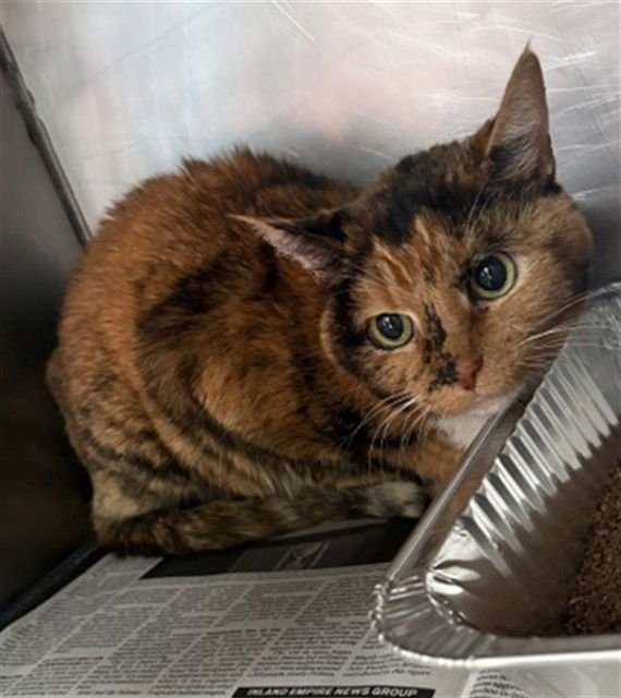 VOGUE - Domestic Short Hair available for adoption