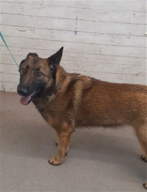 SYDNEY - German Shepherd Dog available for adoption