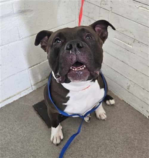 KING - Pit Bull Terrier available for adoption