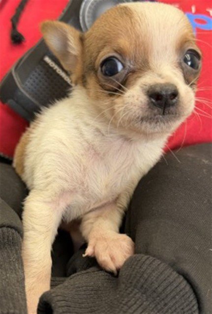 APRIL - Chihuahua available for adoption