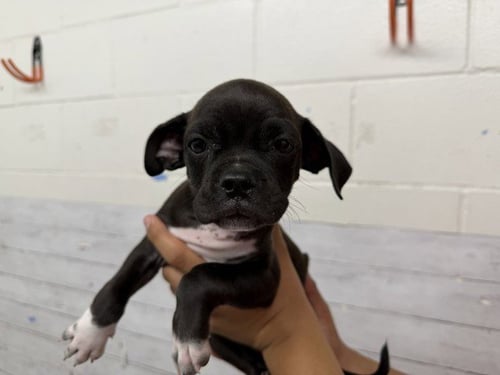 RORY - Boxer / Pit Bull Terrier available for adoption