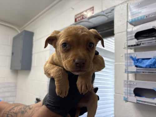 ZARA - Pit Bull Terrier available for adoption