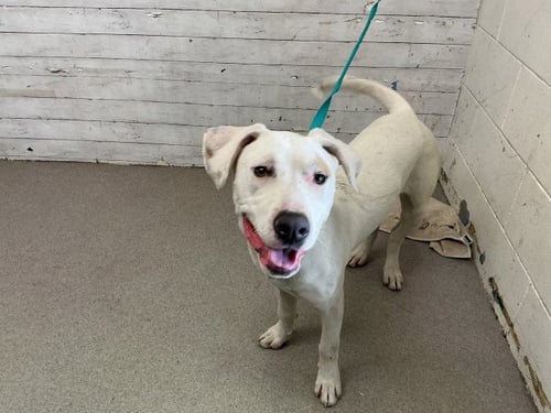 FRANKIE - Pit Bull Terrier available for adoption