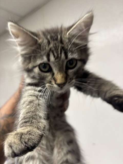 LEELA - Domestic Short Hair available for adoption