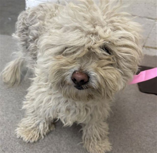 MUFFIN - Maltese available for adoption