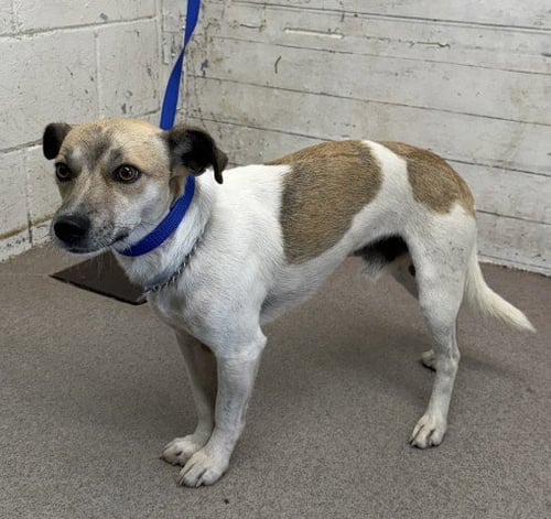 A597838 - Chihuahua available for adoption