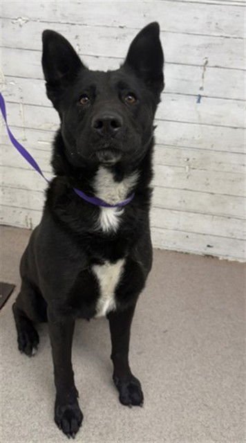 CYNTHIA - German Shepherd Dog available for adoption