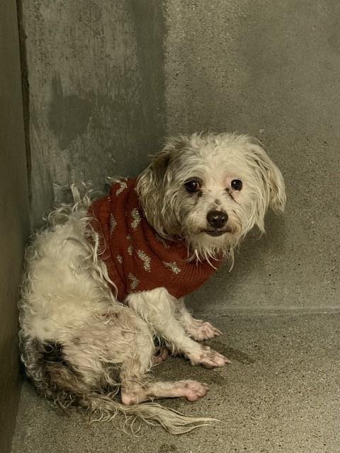 TITUS - Poodle (Miniature) / Maltese available for adoption