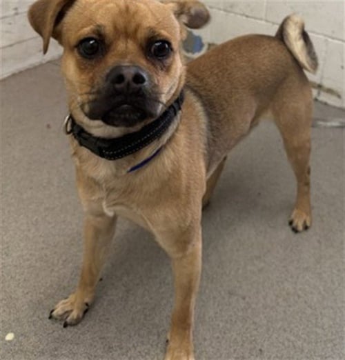 CHARLIE - Pug available for adoption