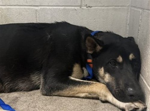 ARMANI - German Shepherd Dog available for adoption