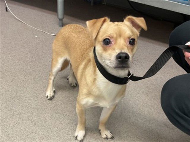 CHEDDAR - Chihuahua available for adoption