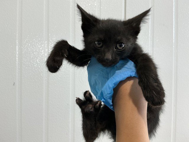 KIARA Image