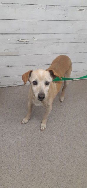 WINIFRED - Chihuahua available for adoption