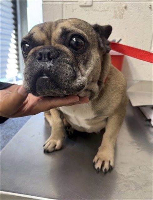 SUGAR - French Bulldog available for adoption