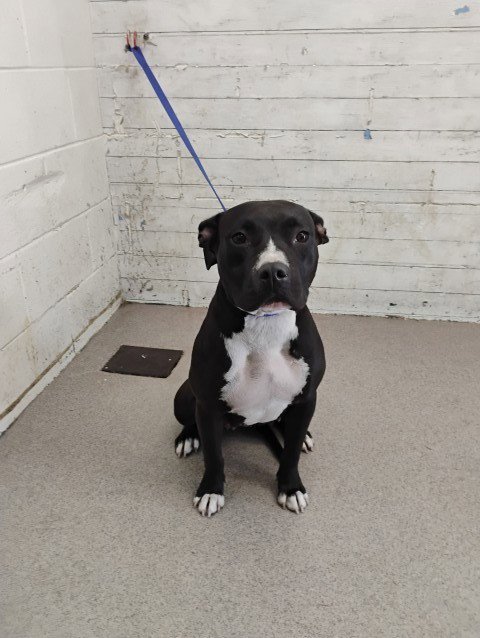 PRECIOUS - Pit Bull Terrier available for adoption