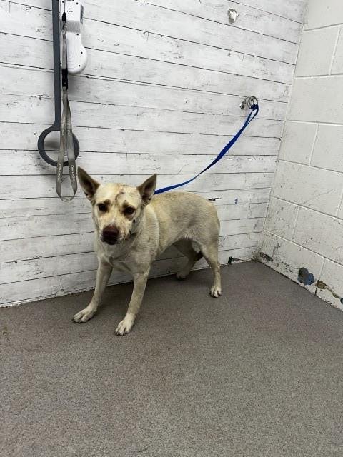 BLOSSOM - Australian Kelpie available for adoption