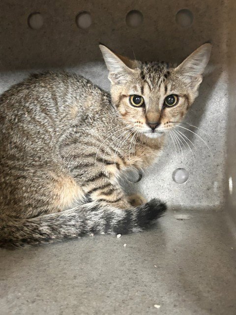 NATASHA - Domestic Short Hair available for adoption