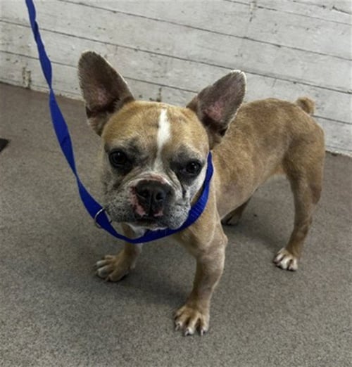 CLEO - French Bulldog available for adoption