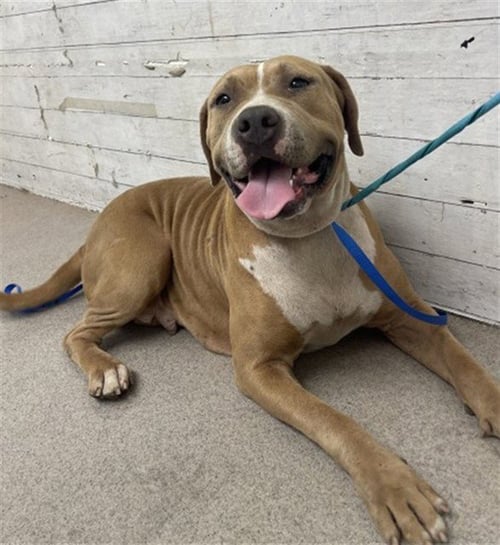 PUDDING - American Pit Bull Terrier available for adoption