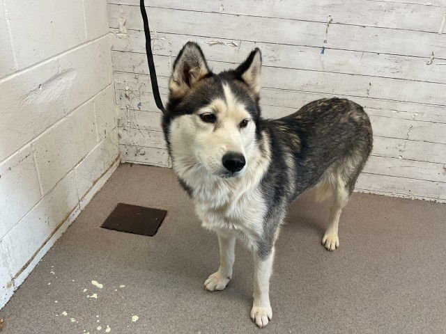 GRANITE - Siberian Husky available for adoption