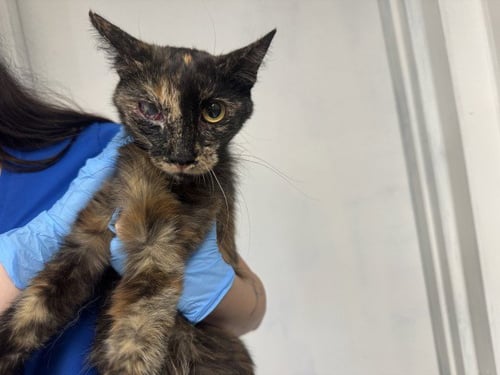 A594778 - Domestic Short Hair available for adoption