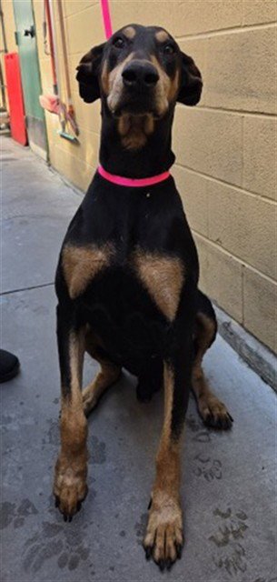 KENDALL - Doberman Pinscher available for adoption