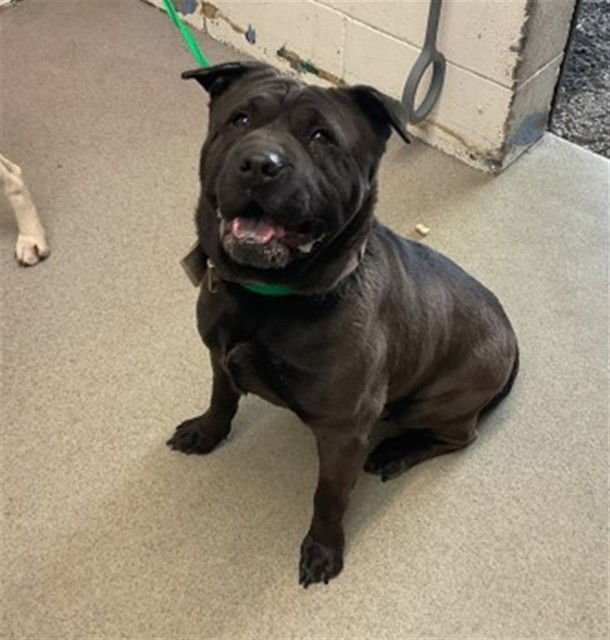 CHICHA - Chinese Shar-Pei available for adoption