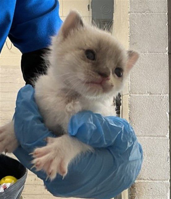 A590666 - Siamese available for adoption