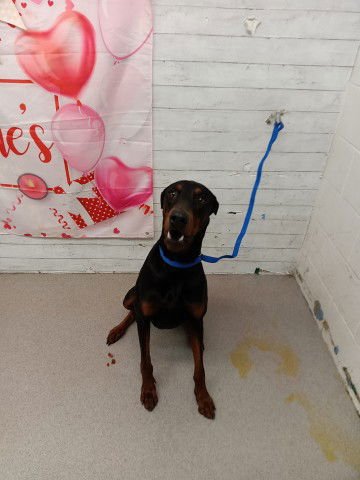 WESLEY - Doberman Pinscher available for adoption
