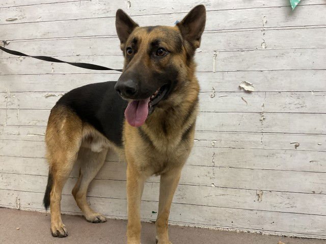 STRIPE - German Shepherd Dog available for adoption