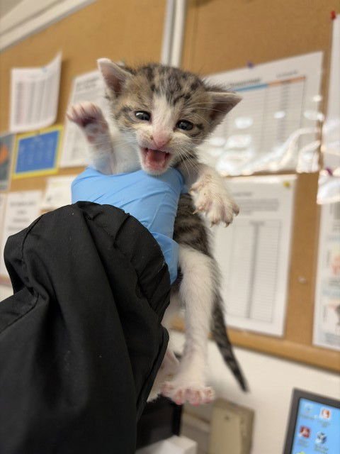 A590664 - Domestic Short Hair available for adoption