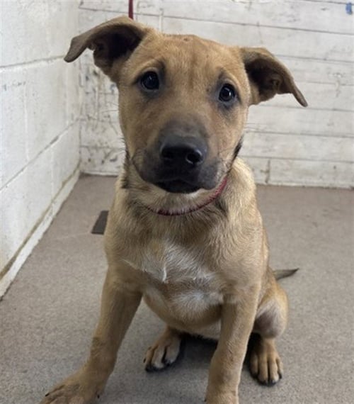 MISSY - German Shepherd Dog available for adoption