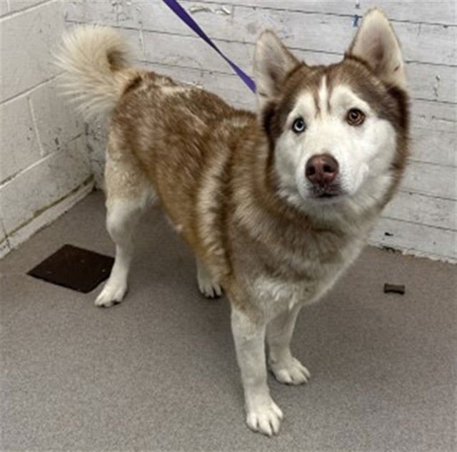 SYLVESTER - Siberian Husky available for adoption