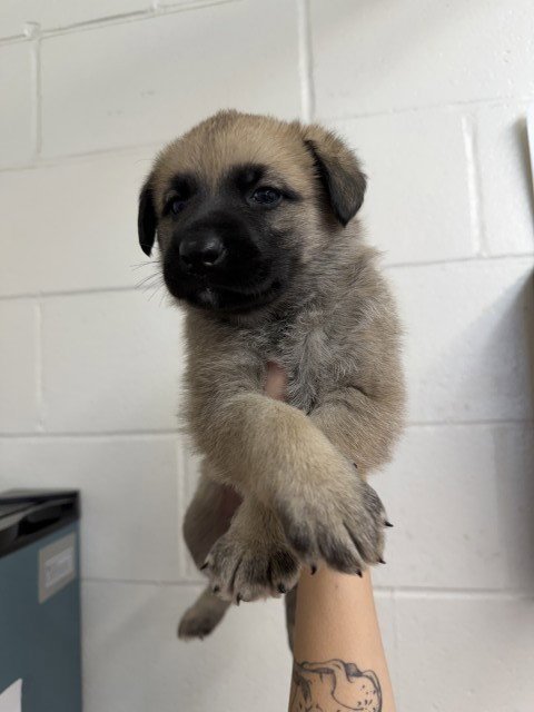 FOX TROT - German Shepherd Dog available for adoption