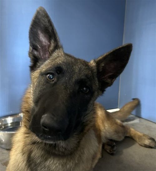 FIONA - Belgian Shepherd Malinois available for adoption