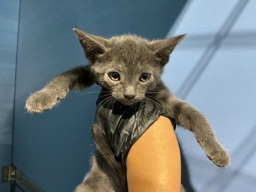 JELLY BELLY - Domestic Short Hair available for adoption