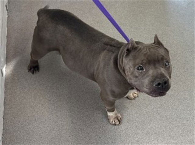 DARLA - Pit Bull Terrier available for adoption