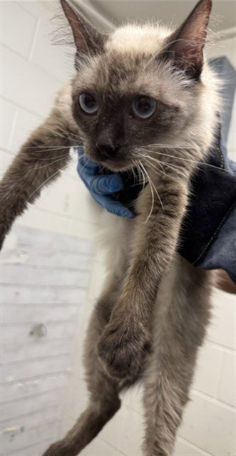 BASIL - Siamese available for adoption