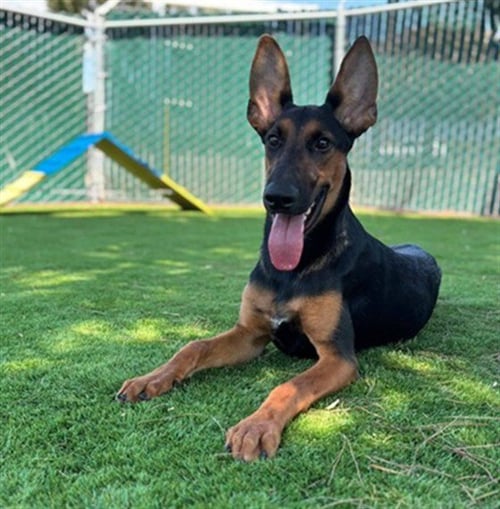 HERMIONE - Doberman Pinscher / German Shepherd Dog available for adoption