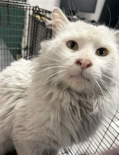 A588821 - Domestic Long Hair available for adoption