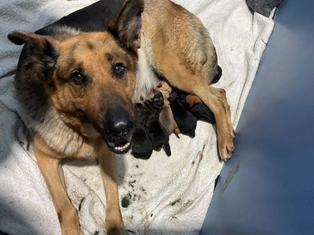 A589167 - German Shepherd Dog available for adoption