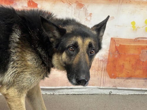 EDDIE - German Shepherd Dog available for adoption