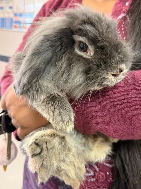 THE BRAIN - Longhaired Rabbit available for adoption