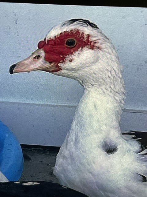 AFLAC - Duck available for adoption