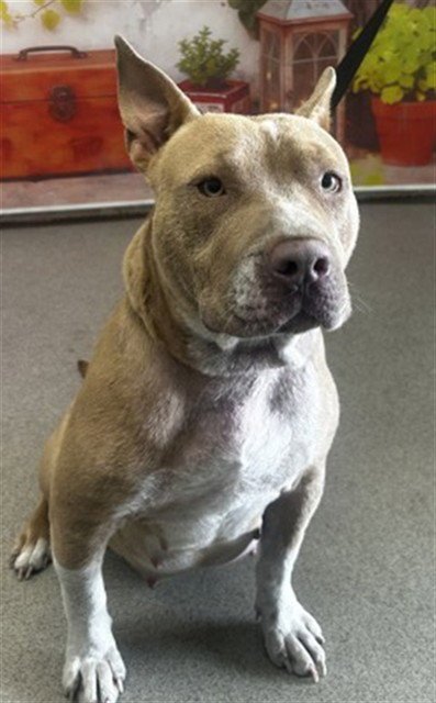PRINCESS - Pit Bull Terrier available for adoption